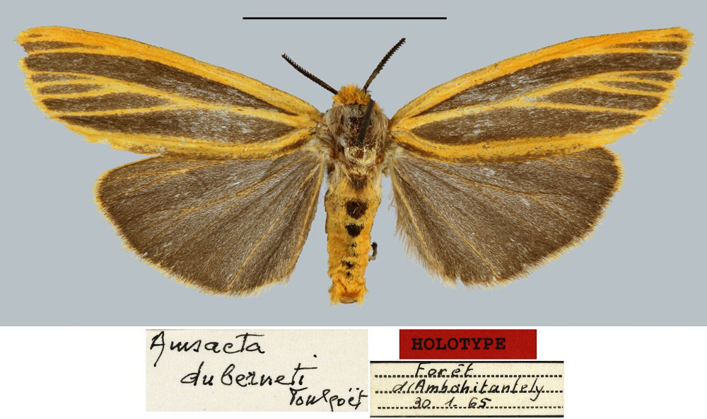 /filer/webapps/moths/media/images/D/duberneti_Amsacta_HT_MNHN.jpg