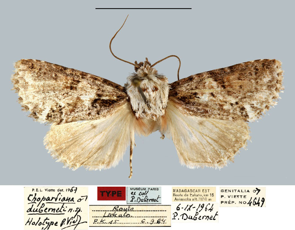 /filer/webapps/moths/media/images/D/duberneti_Chopardiana_HT_MNHN.jpg