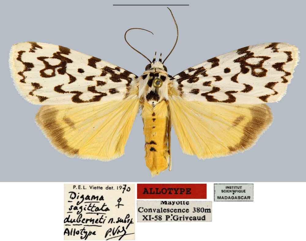 /filer/webapps/moths/media/images/D/duberneti_Digama_AT_MNHN.jpg