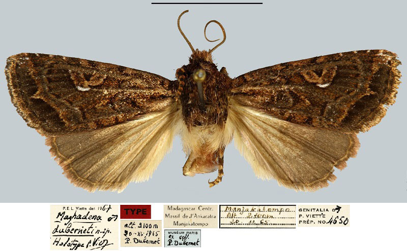 /filer/webapps/moths/media/images/D/duberneti_Maghadena_HT_MNHNa.jpg