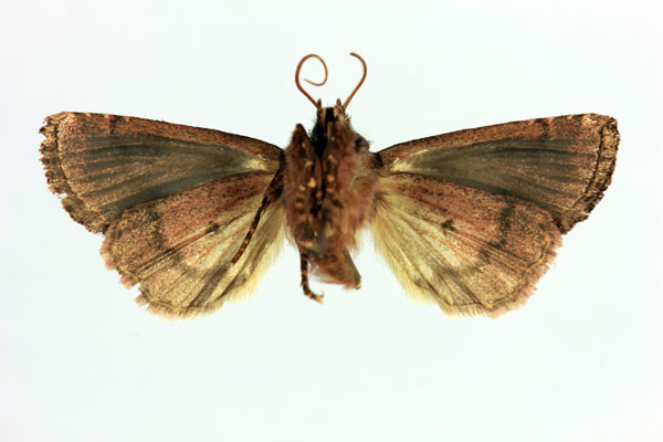 /filer/webapps/moths/media/images/D/duberneti_Maghadena_HT_MNHNb.jpg