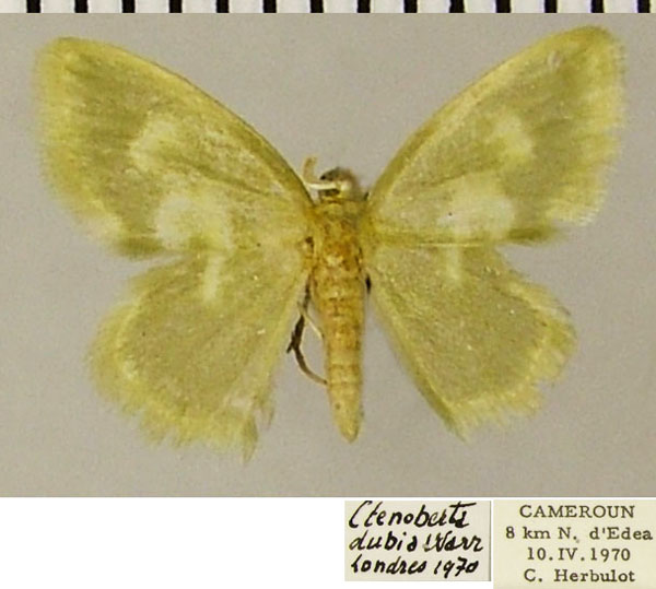 /filer/webapps/moths/media/images/D/dubia_Ctenoberta_AM_ZSM.jpg