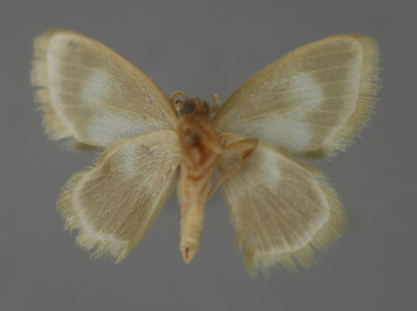 /filer/webapps/moths/media/images/D/dubia_Ctenoberta_A_ZSM_02.jpg