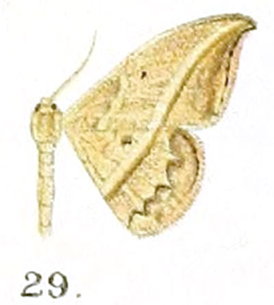 /filer/webapps/moths/media/images/D/dubia_Discalma_HT_Prout_16-29.jpg