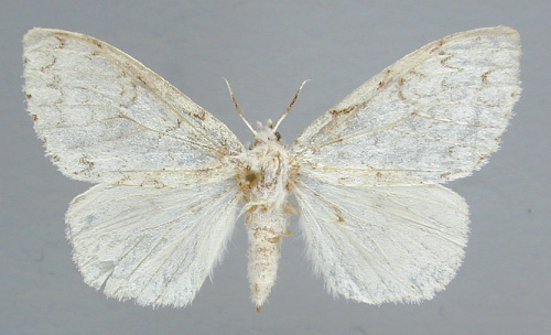 /filer/webapps/moths/media/images/D/dubia_Lymantica_A_RMCA_02.jpg