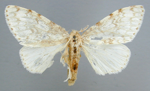 /filer/webapps/moths/media/images/D/dubia_Lymantica_A_RMCA_03.jpg