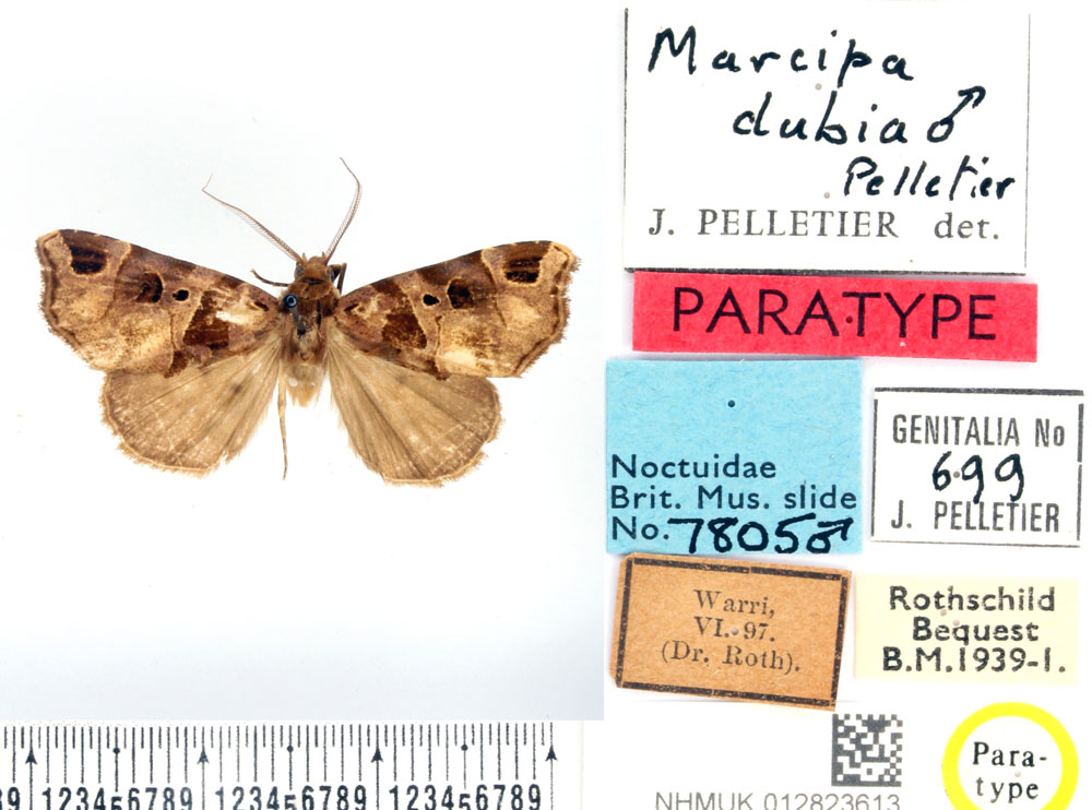 /filer/webapps/moths/media/images/D/dubia_Marcipa_PTM_BMNH.jpg
