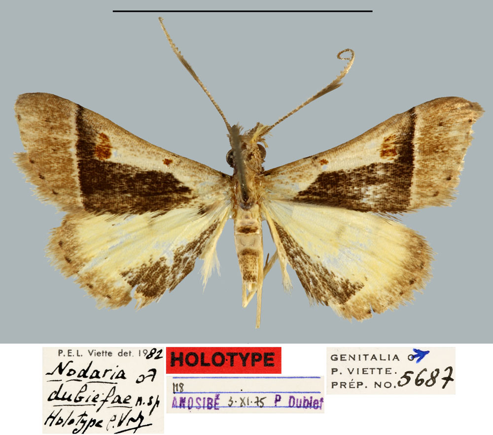 /filer/webapps/moths/media/images/D/dubiefae_Nodaria_HT_MNHN.jpg