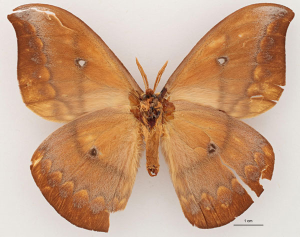 /filer/webapps/moths/media/images/D/dubiefi_Maltagorea_HT_RBINS_02.jpg