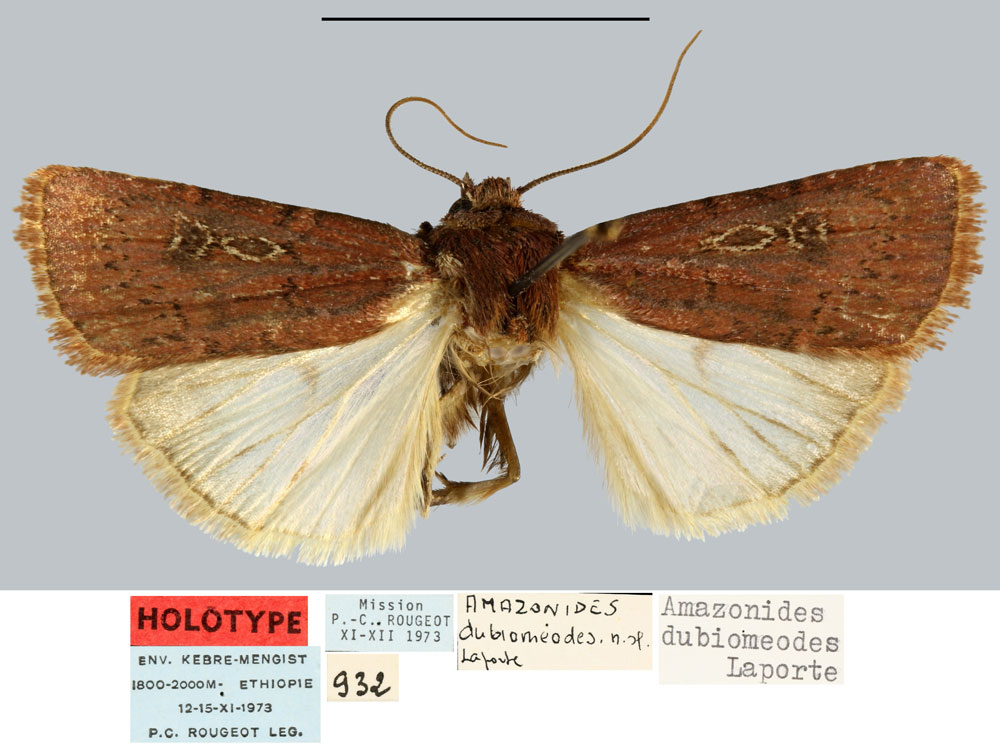 /filer/webapps/moths/media/images/D/dubiomeodes_Amazonides_HT_MNHN.jpg