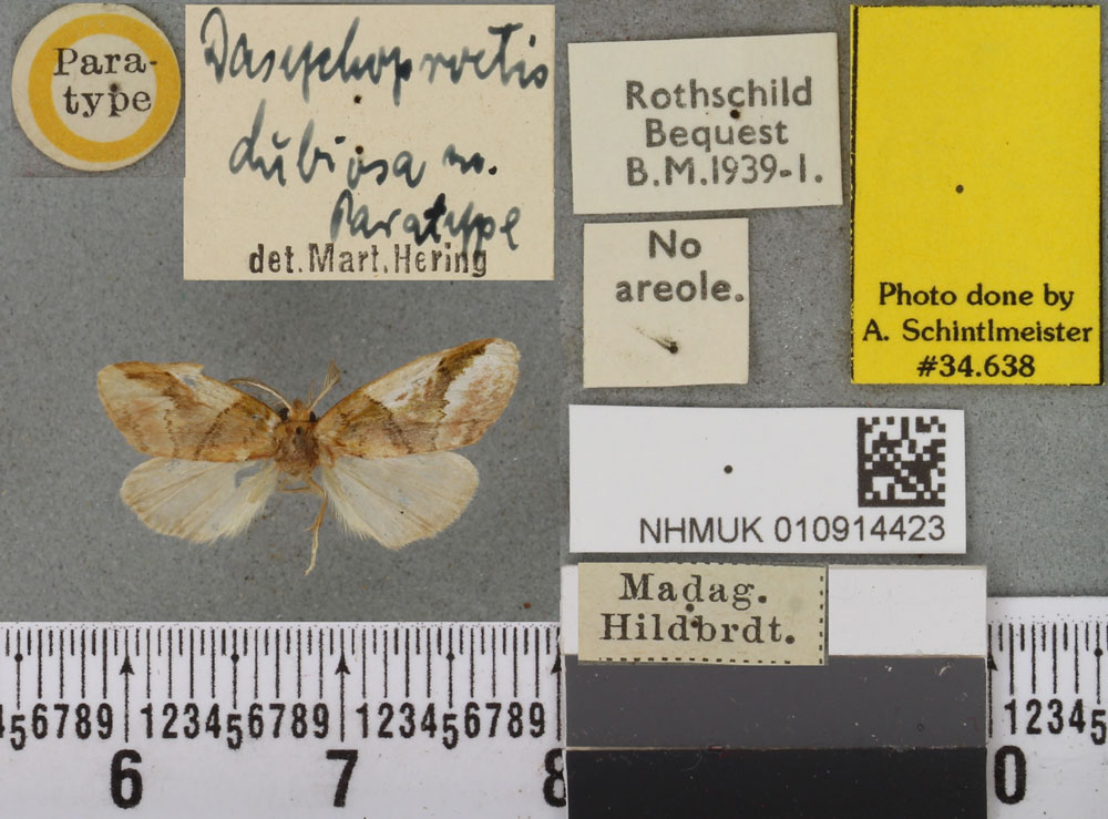 /filer/webapps/moths/media/images/D/dubiosa_Dasychoproctis_PLT_BMNHa.jpg