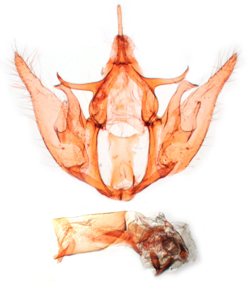 /filer/webapps/moths/media/images/D/dubitans_Euclidia_GMHT_BMNH_4139.jpg