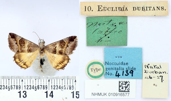 /filer/webapps/moths/media/images/D/dubitans_Euclidia_HT_BMNH.jpg