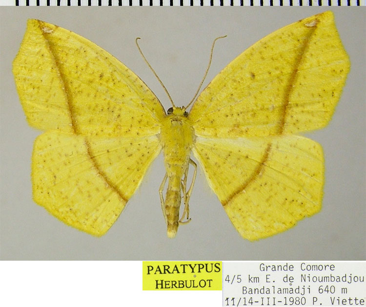/filer/webapps/moths/media/images/D/duboisi_Epigynopteryx_PTF_ZSM.jpg