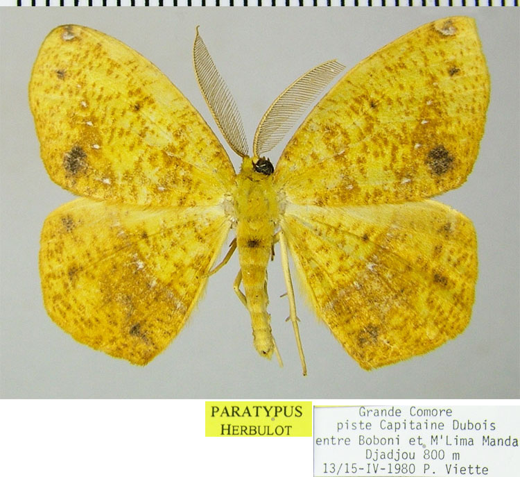 /filer/webapps/moths/media/images/D/duboisi_Epigynopteryx_PTM_ZSMa.jpg