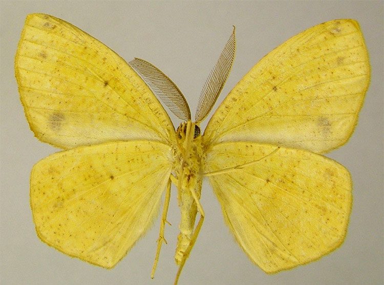 /filer/webapps/moths/media/images/D/duboisi_Epigynopteryx_PTM_ZSMb.jpg