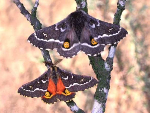 /filer/webapps/moths/media/images/D/ducalis_Vegetia_A_Wolfe.jpg