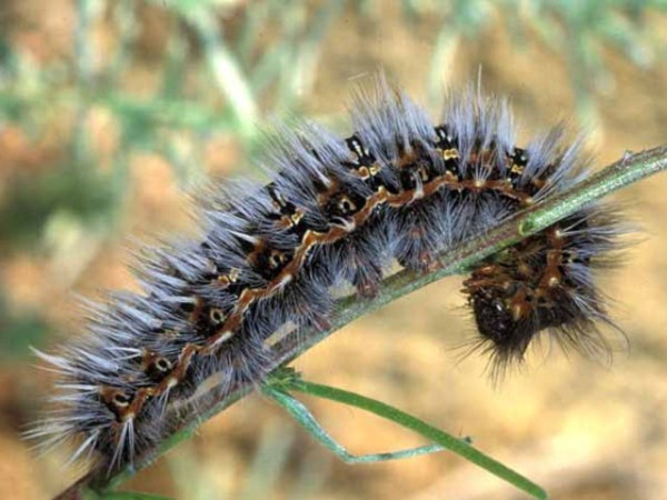 /filer/webapps/moths/media/images/D/ducalis_Vegetia_C_Wolfe.jpg