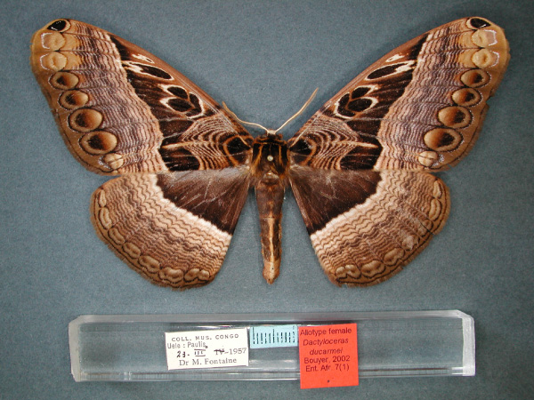 /filer/webapps/moths/media/images/D/ducarmei_Dactyloceras_AT_RMCA_01.jpg