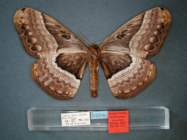 /filer/webapps/moths/media/images/D/ducarmei_Dactyloceras_AT_RMCA_02.jpg