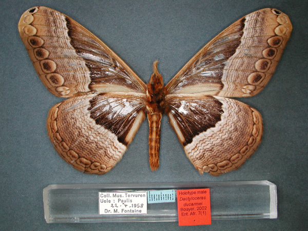 /filer/webapps/moths/media/images/D/ducarmei_Dactyloceras_HT_RMCA_02.jpg