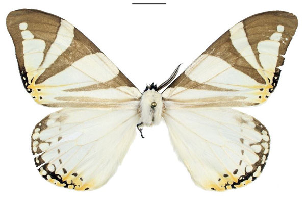 /filer/webapps/moths/media/images/D/ducarmei_Otroeda_HT_Bouyer.jpg