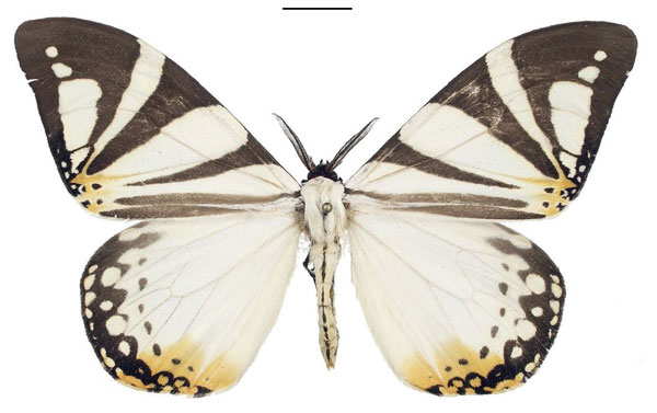 /filer/webapps/moths/media/images/D/ducarmei_Otroeda_PTM_Bouyer.jpg