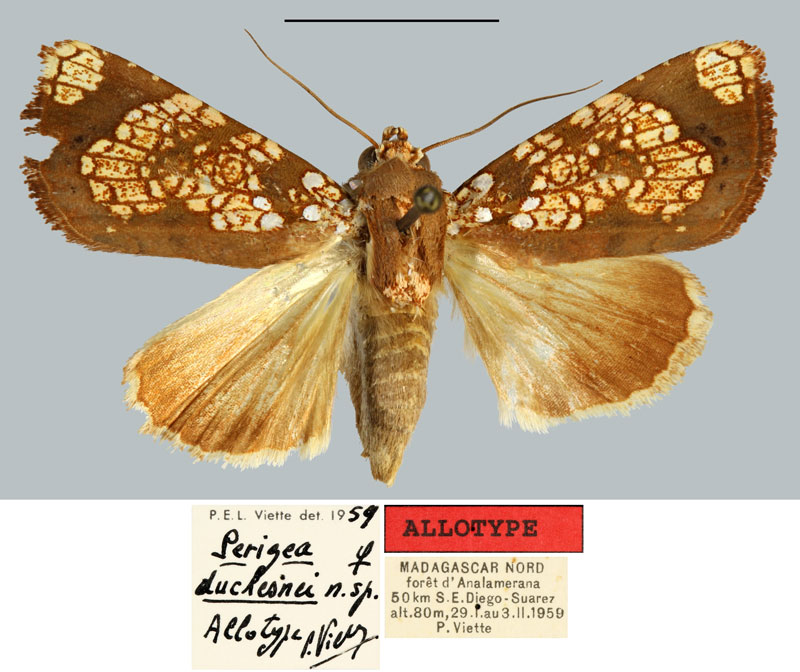 /filer/webapps/moths/media/images/D/duchesnei_Perigea_AT_MNHN.jpg