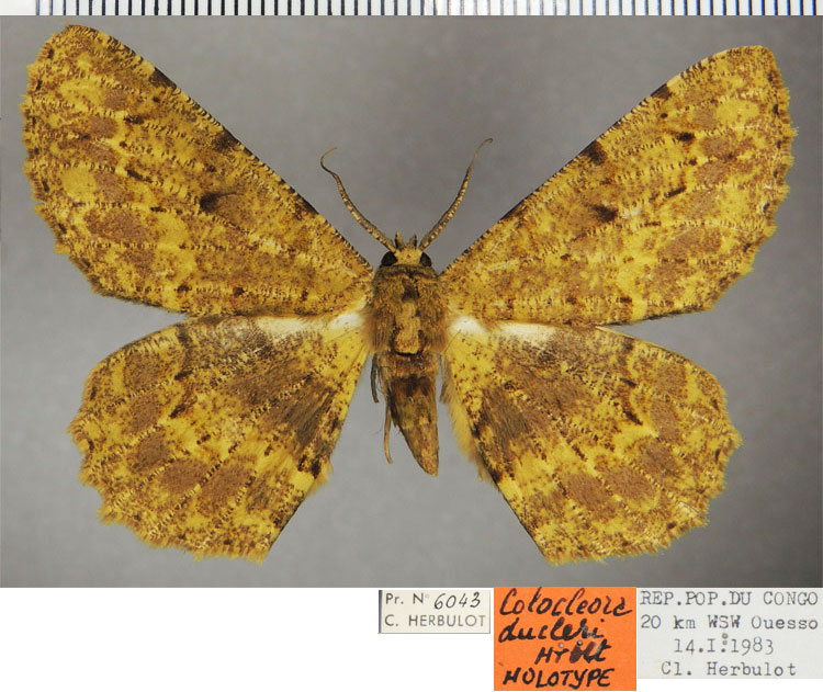 /filer/webapps/moths/media/images/D/ducleri_Colocleora_HT_ZSMa.jpg