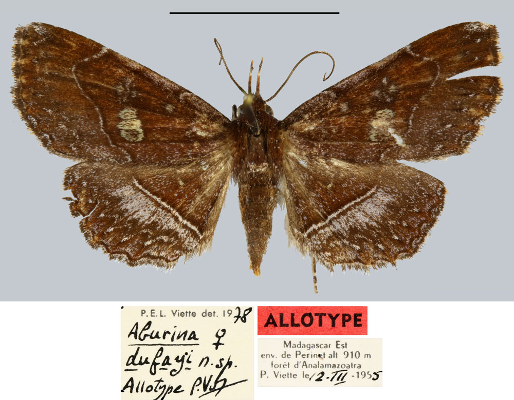 /filer/webapps/moths/media/images/D/dufayi_Aburina_AT_MNHN.jpg