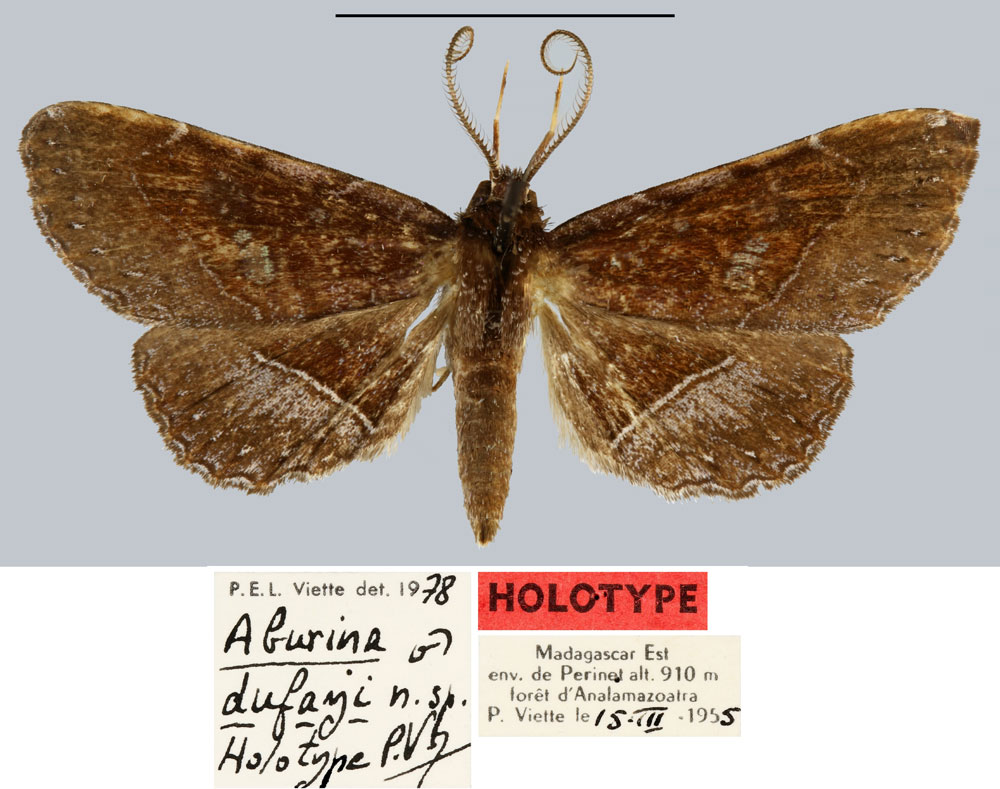 /filer/webapps/moths/media/images/D/dufayi_Aburina_HT_MNHN.jpg