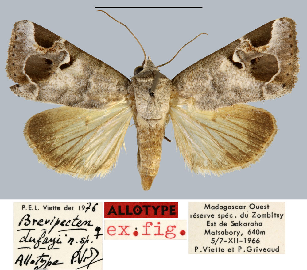 /filer/webapps/moths/media/images/D/dufayi_Brevipecten_AT_MNHN.jpg