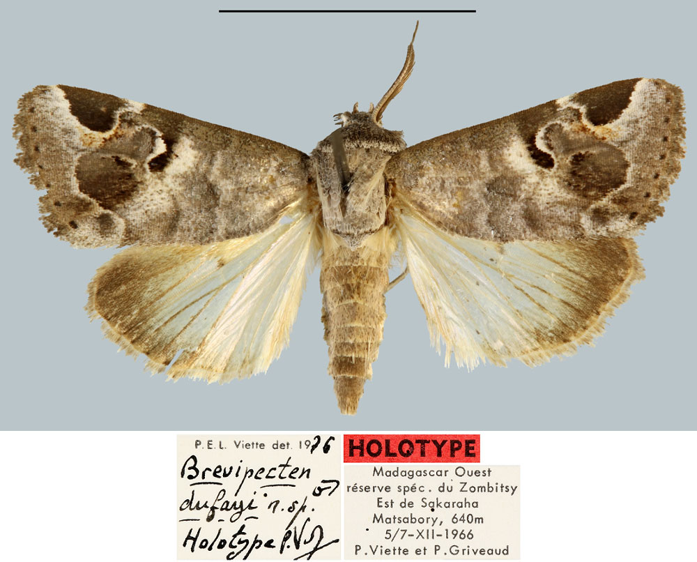 /filer/webapps/moths/media/images/D/dufayi_Brevipecten_HT_MNHN.jpg