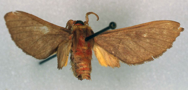 /filer/webapps/moths/media/images/D/dufranei_Lempkeella_HT_RMCA_01.jpg