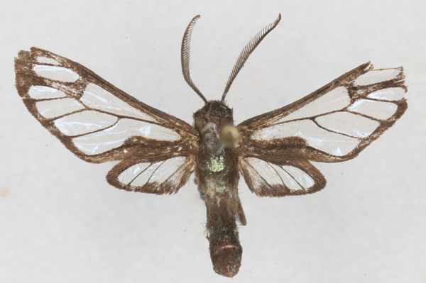 /filer/webapps/moths/media/images/D/dufranei_Pseudodiptera_HT_RBINS_01.jpg