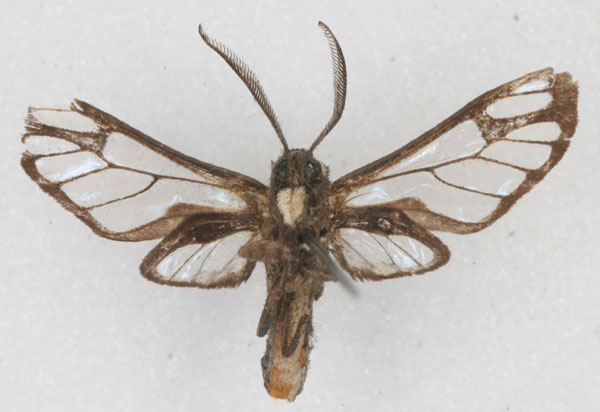 /filer/webapps/moths/media/images/D/dufranei_Pseudodiptera_HT_RBINS_02.jpg