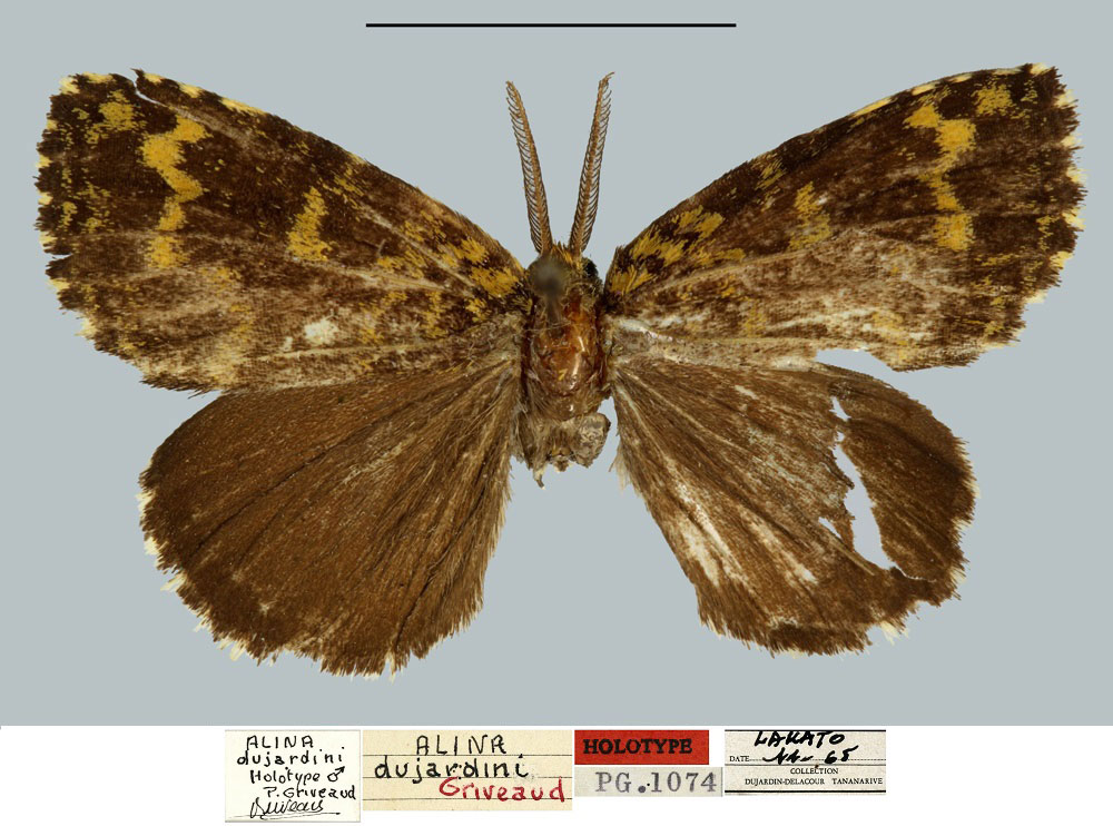 /filer/webapps/moths/media/images/D/dujardini_Alina_HT_MNHN.jpg