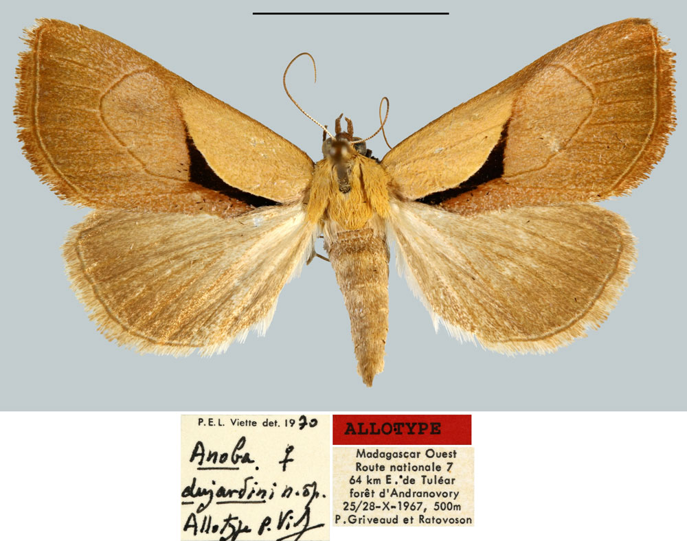 /filer/webapps/moths/media/images/D/dujardini_Anoba_AT_MNHN.jpg