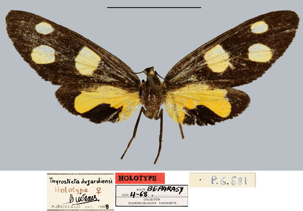 /filer/webapps/moths/media/images/D/dujardini_Thyrosticta_HT_MNHN.jpg