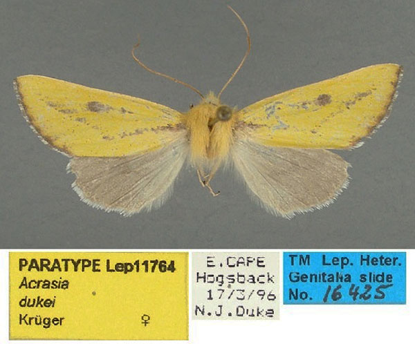 /filer/webapps/moths/media/images/D/dukei_Acrasia_PT_TMSA.jpg