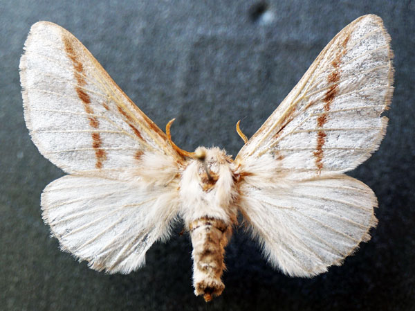 /filer/webapps/moths/media/images/D/dukei_Bombycomorpha_AF_Stroehle.jpg