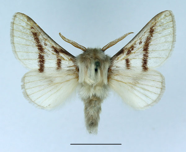 /filer/webapps/moths/media/images/D/dukei_Bombycomorpha_AM_Basquin.jpg