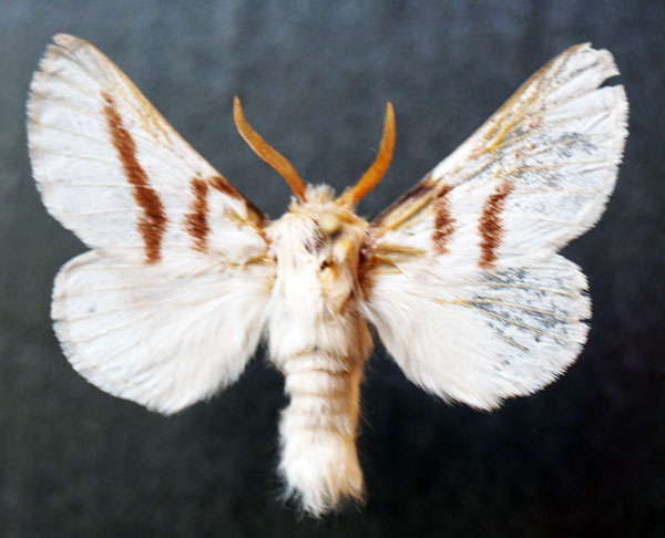 /filer/webapps/moths/media/images/D/dukei_Bombycomorpha_AM_Stroehle.jpg