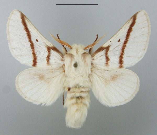 /filer/webapps/moths/media/images/D/dukei_Bombycomorpha_AM_TMSA.jpg