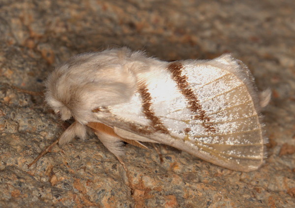 /filer/webapps/moths/media/images/D/dukei_Bombycomorpha_A_Heyns_01.jpg