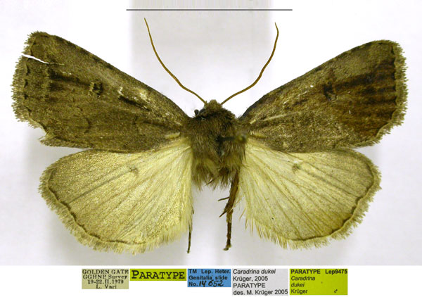 /filer/webapps/moths/media/images/D/dukei_Caradrina_PTM_TMSA.jpg