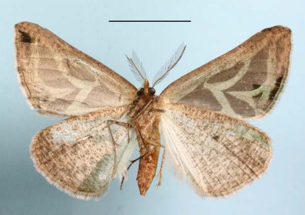 /filer/webapps/moths/media/images/D/dukei_Pseudomaenas_A_MGCLb_01.JPG