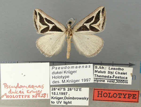 /filer/webapps/moths/media/images/D/dukei_Pseudomaenas_HT_TMSA.jpg