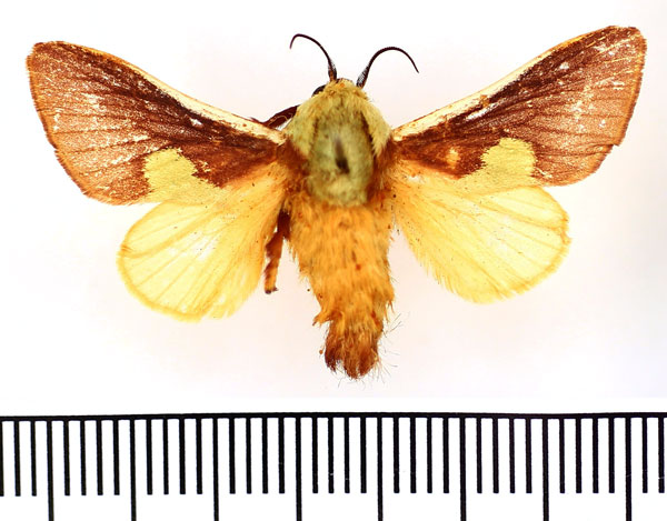 /filer/webapps/moths/media/images/D/dukei_Stroter_AM_BMNH.jpg