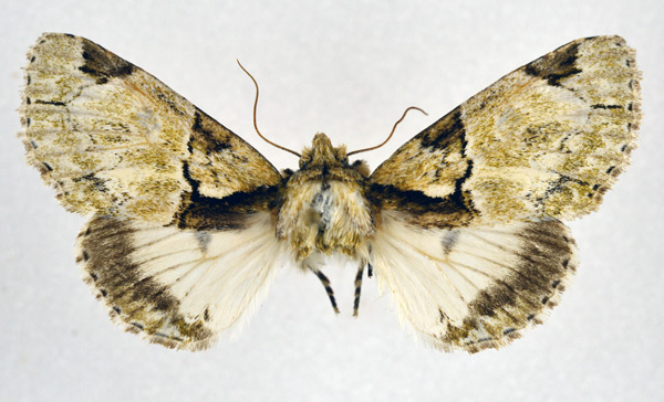 /filer/webapps/moths/media/images/D/dukei_Thiacidas_AF_NHMO.jpg